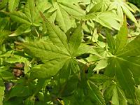 Acer palmatum cv Tsuri Nishiki (fam Aceracees) (Photo F. Mrugala) (3)